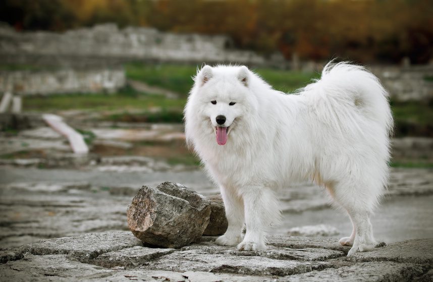 animaux de luxe