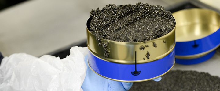 comment est produit le caviar 1