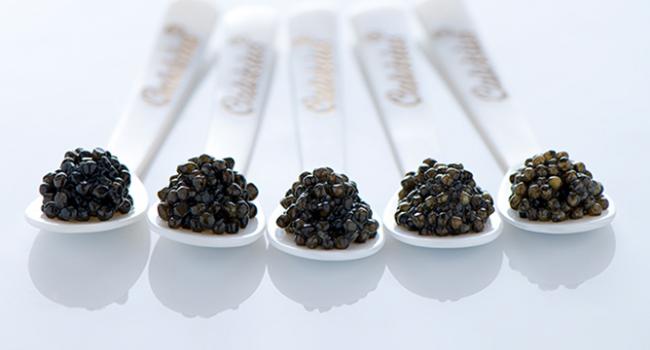 comment faire du caviar