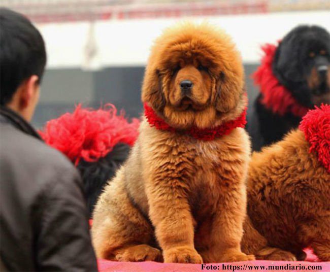 à quoi ressemble le chien le plus cher du monde ?