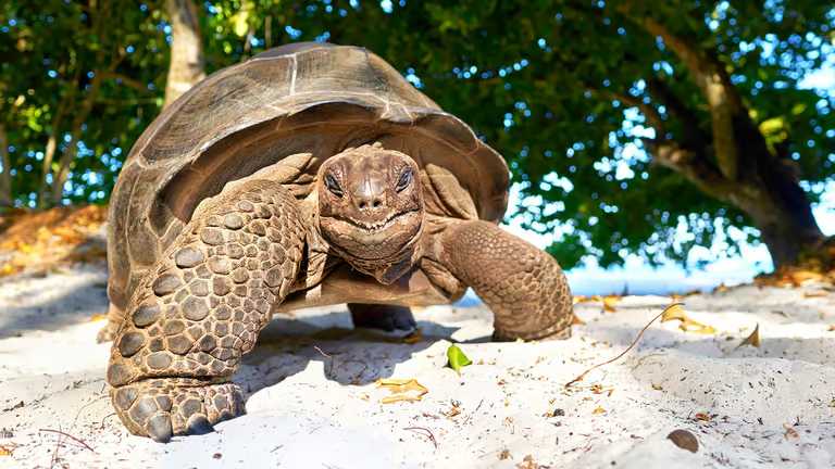 Où trouver la tortue des Seychelles