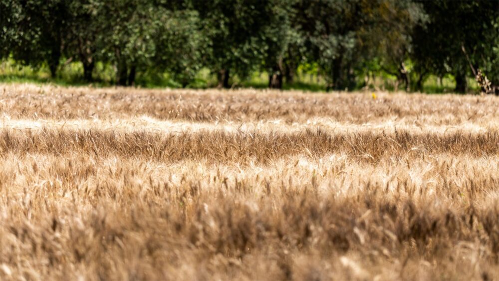 Pâtes italiennes