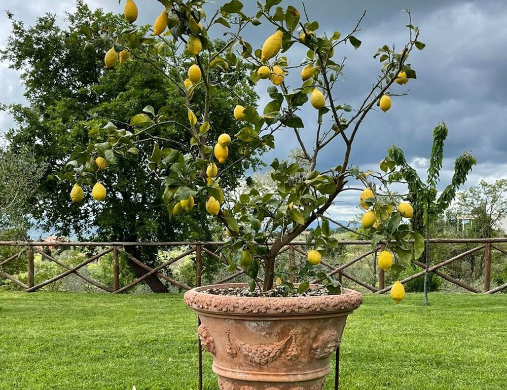 Quels pots de fleurs choisir pour le jardin ?