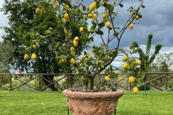 Quels pots de fleurs choisir pour le jardin ?