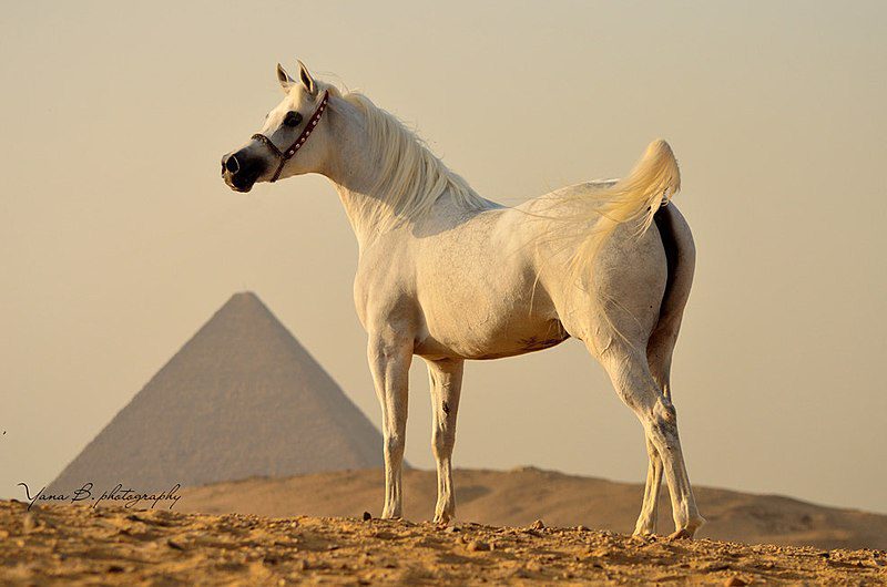 Cheval Arabe Blanc Dans Le Désert