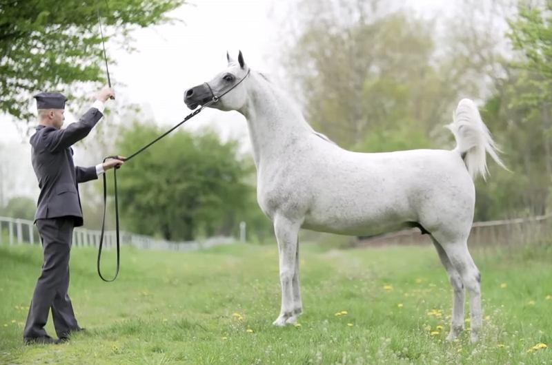 Cheval Arabe Blanc