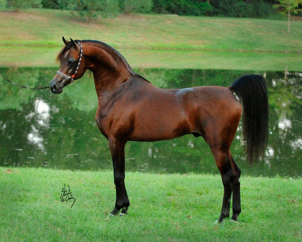 Coute Combien a coûté le cheval arabe le plus cher ? - Deluxeblog