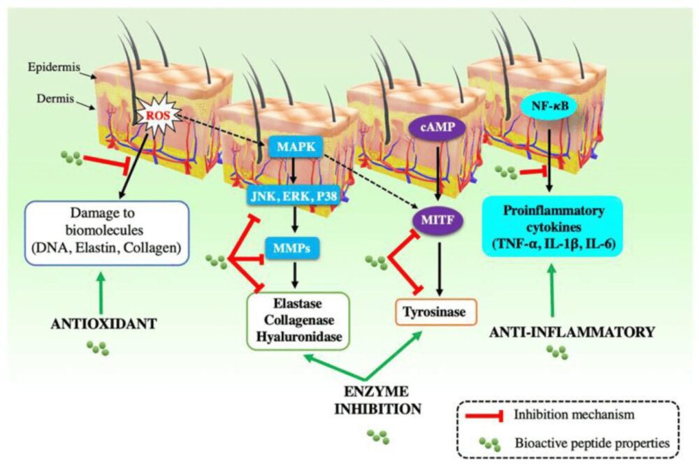 Action des peptides