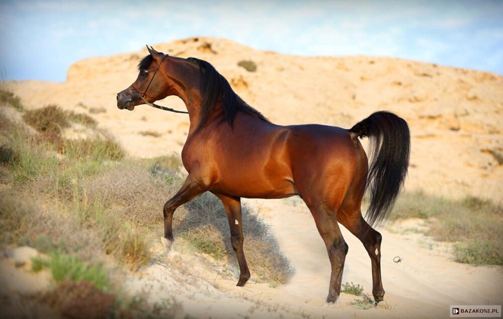 Le plus cher cheval arabe Wadee Al Shaqab