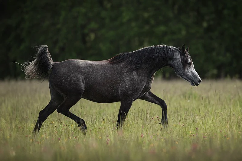 Blog sur les chevaux arabes