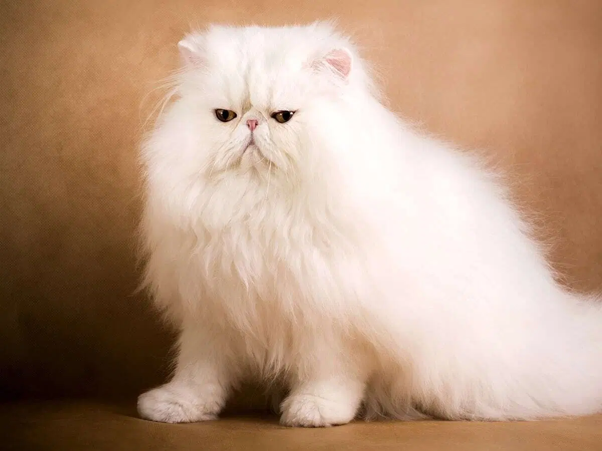 Combien Coûte Le Chat Le Plus Cher Blog