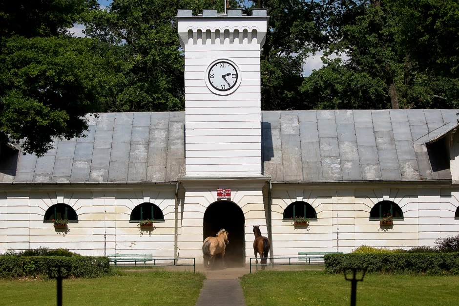 Haras de chevaux arabes en Pologne