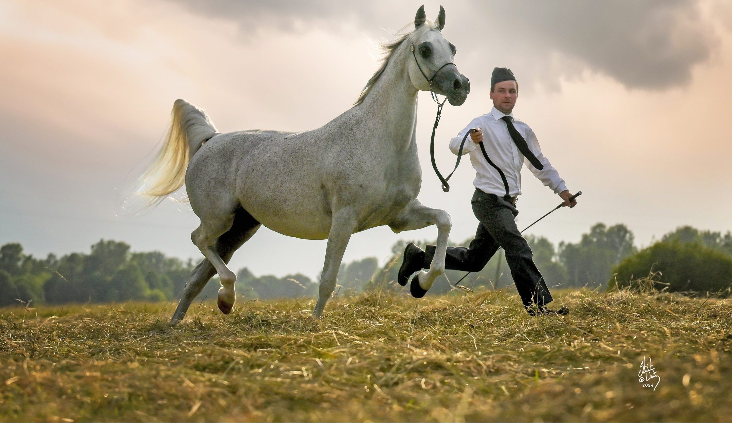 Élevage de chevaux arabes