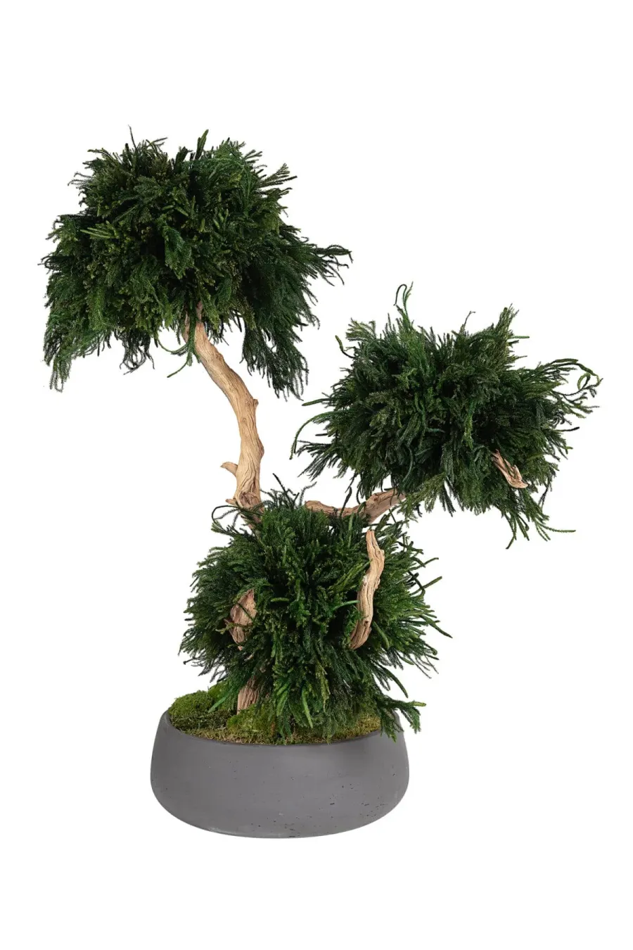 En quoi consiste la stabilisation des plantes