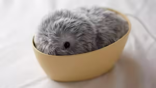 Moflin Qu'est-ce que c'est