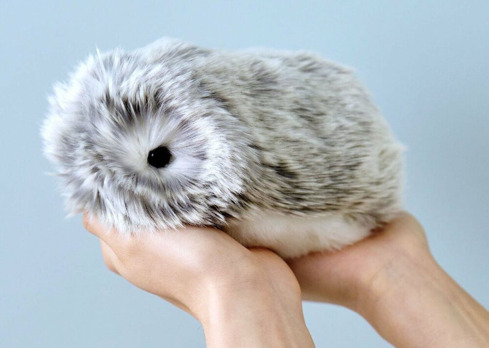 Moflin Peut-on l’acheter en Pologne