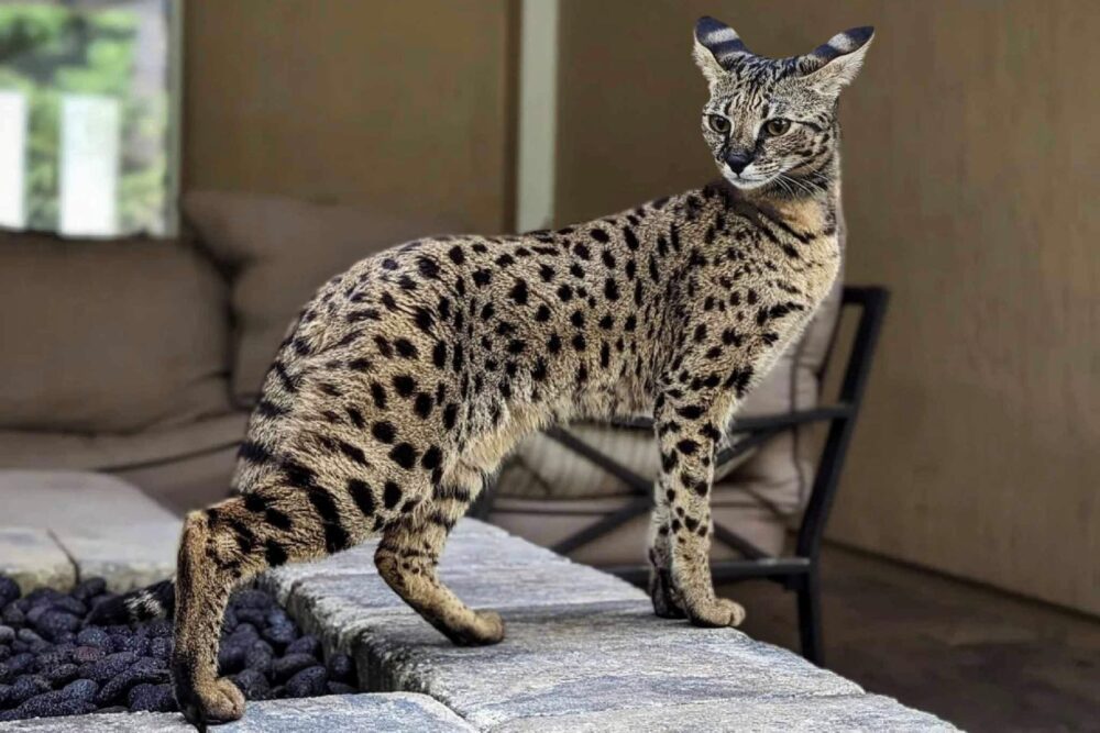 Quel est le chat le plus cher