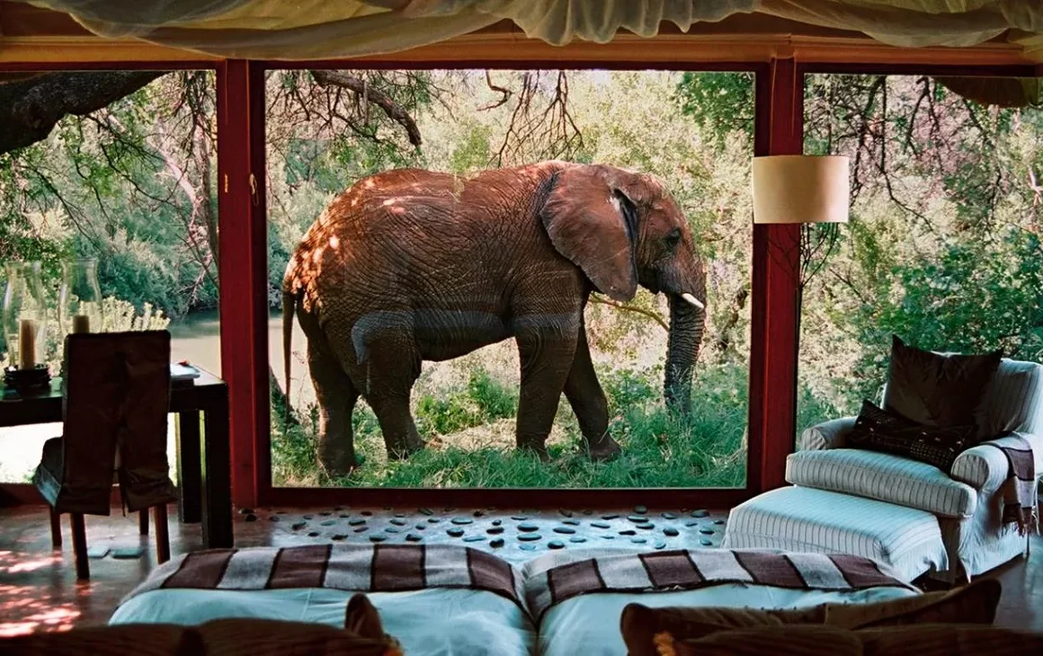 Safari de luxe en Afrique du Sud : histoire, luxe et tendances éco