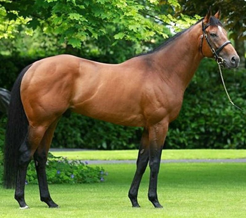 Tempérament du Pur-sang anglais