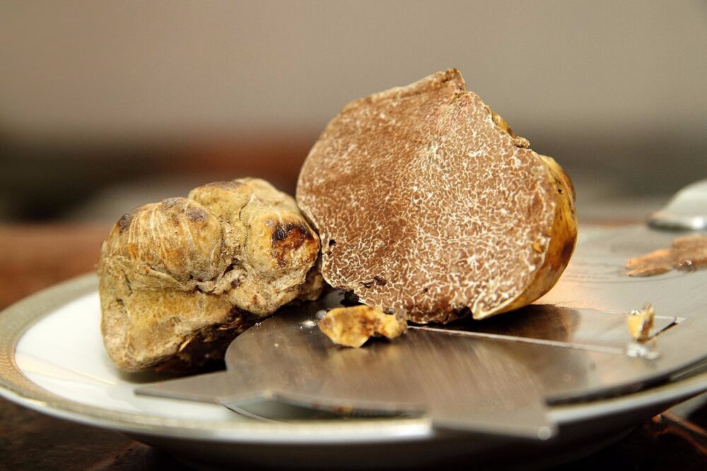 Combien Coûtent les Truffes les Plus Chères