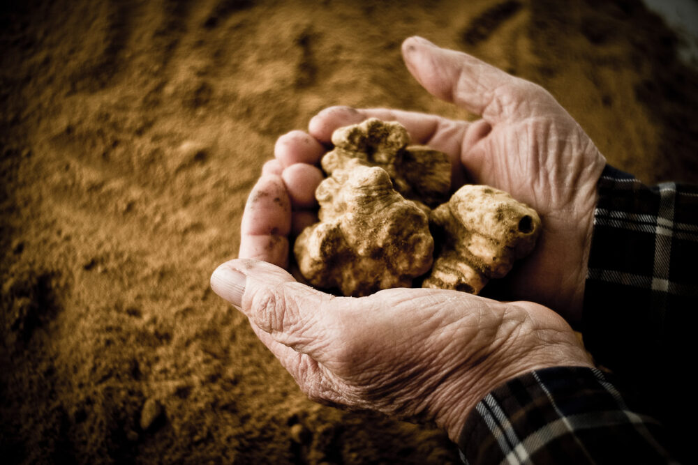 Combien Coûtent les Truffes