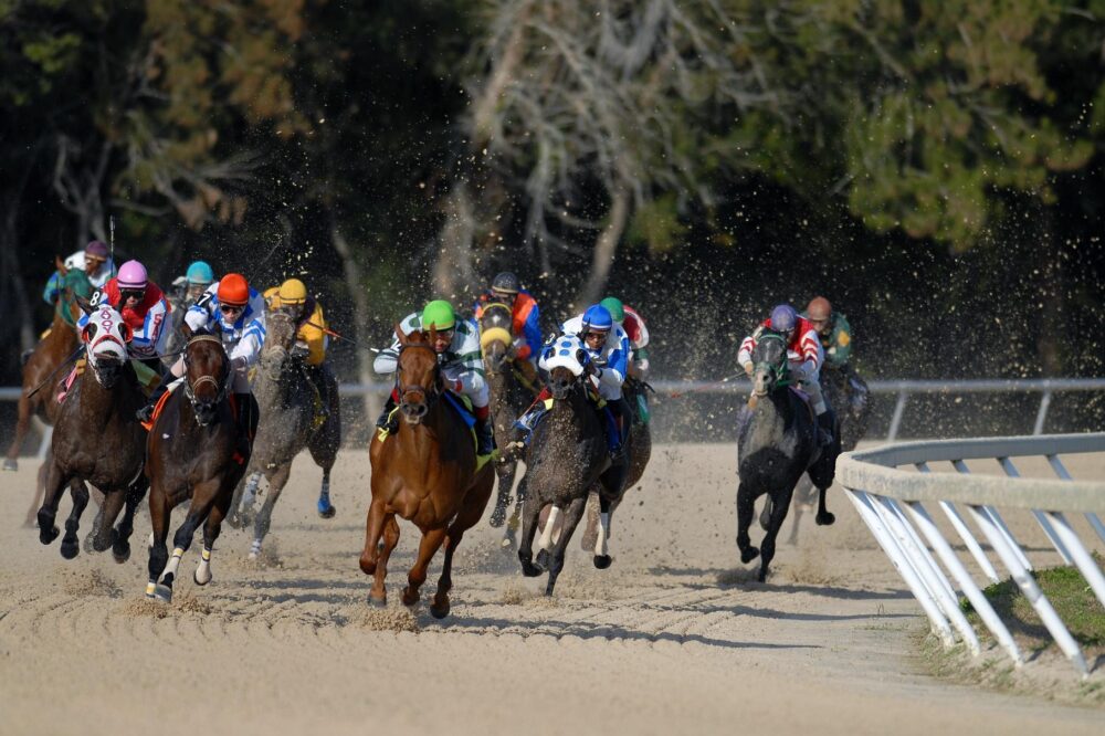 Courses hippiques 2026