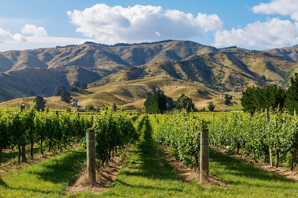 Région de Marlborough Vignerons